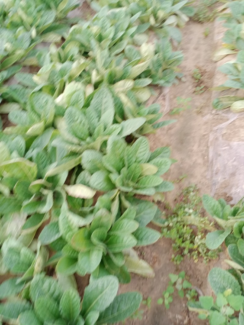 地黄，自家种植，认真管理，有机天然肥，质量保证，物美价廉
