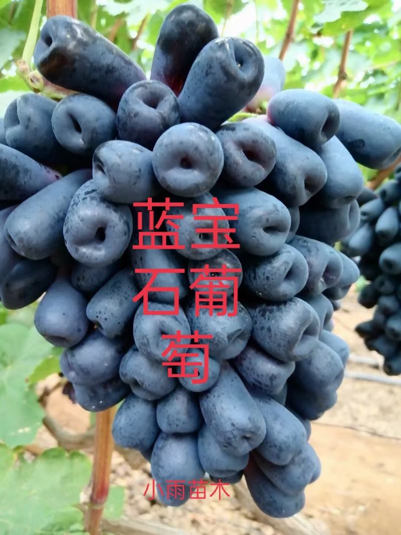 天然无核甜蜜蓝宝石嫁接苗，每粒都有酒窝的粒型。口味脆甜