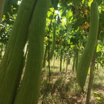 丝瓜络产新