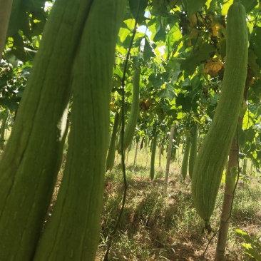 丝瓜络产新