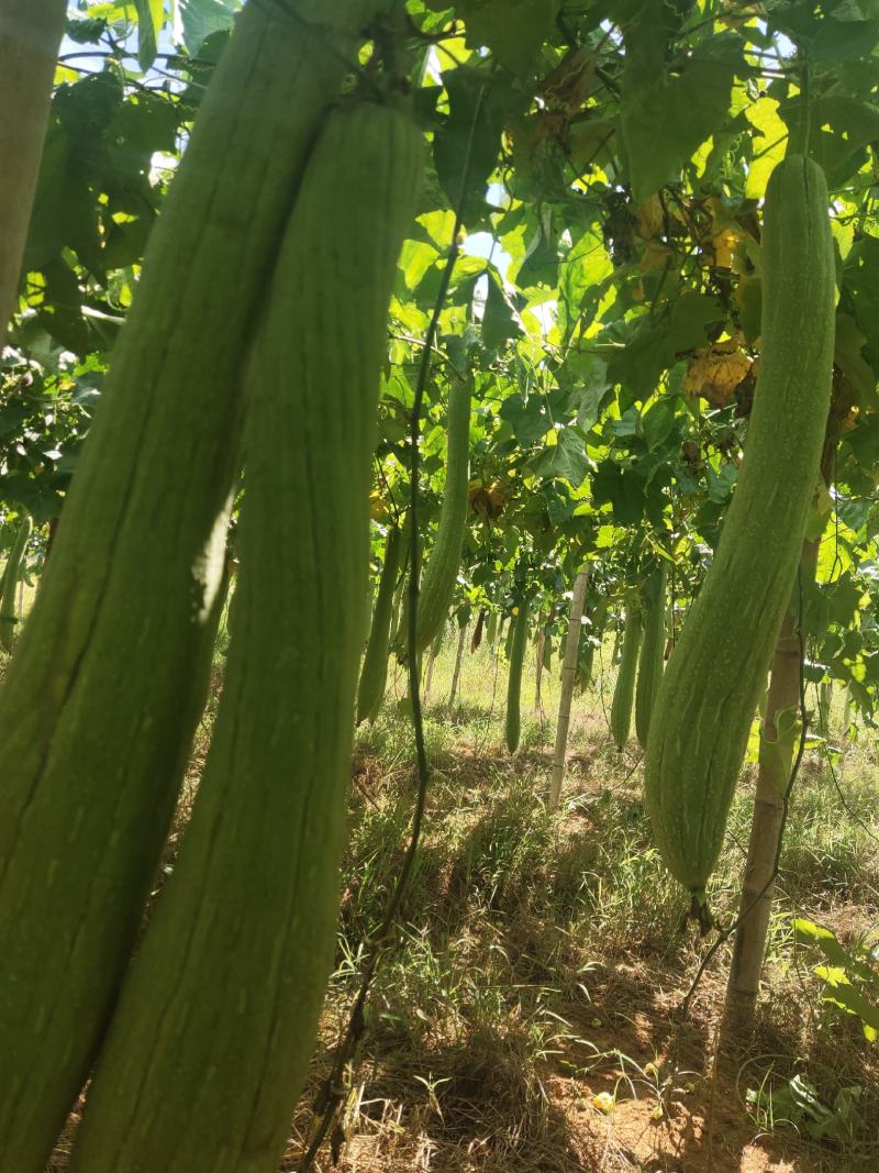 丝瓜络产新