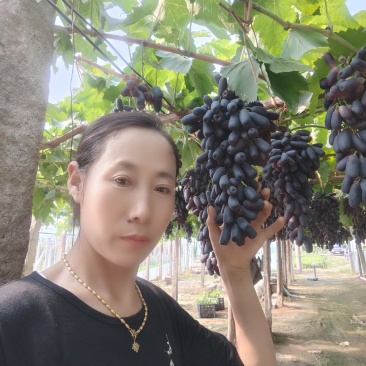 天然无核甜蜜蓝宝石嫁接苗，每粒都有酒窝的粒型。口味脆甜
