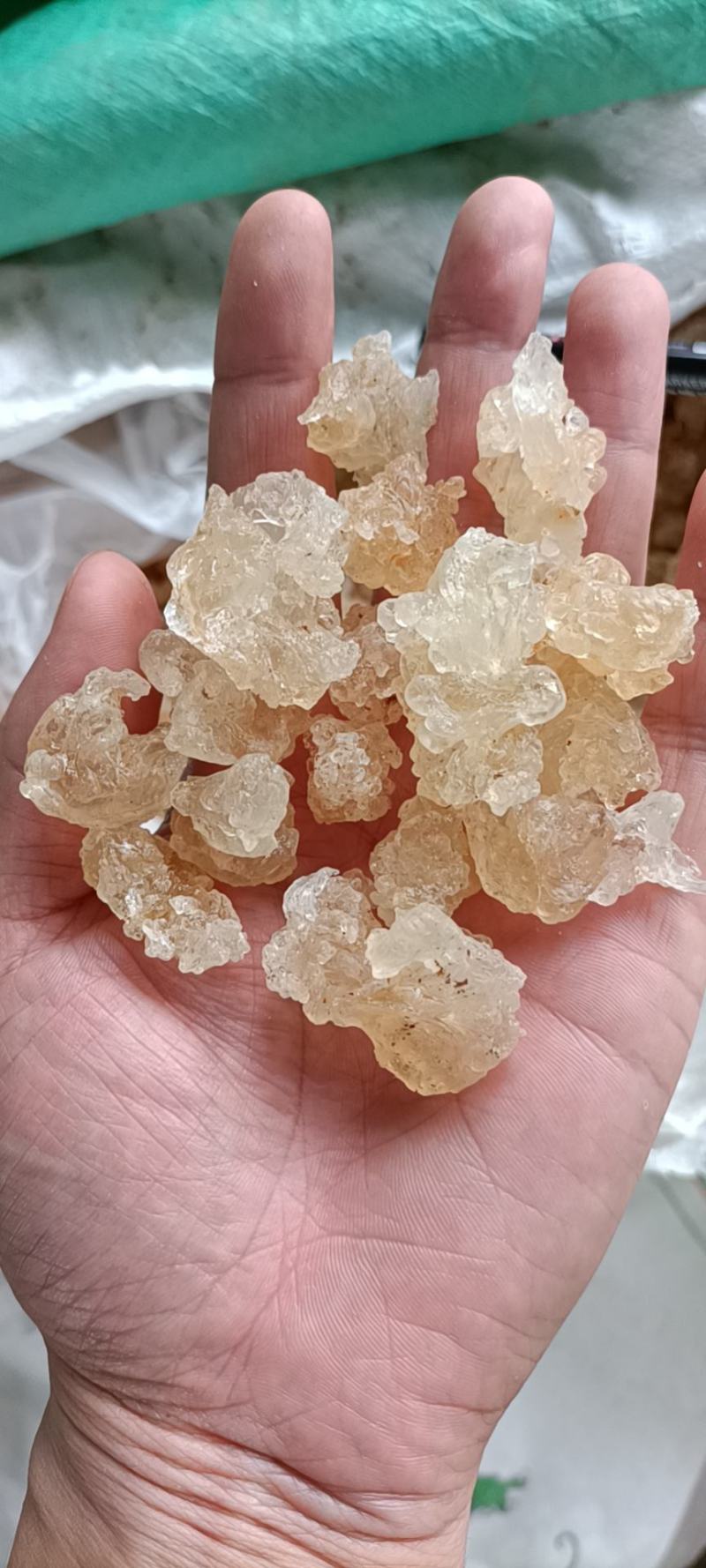 雪燕a货