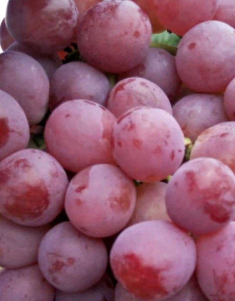 云南曲靖红提，价格美丽！欢迎有实力的老板实地考察！