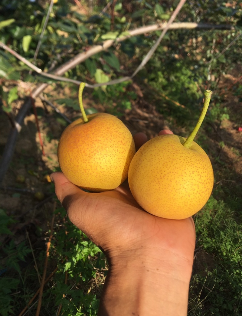 香梨