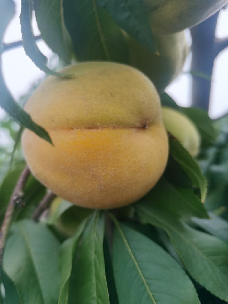 金黄后罐头桃，量大