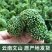【文山发货】4年生头茬云南文山短柄三七花无硫新花包邮