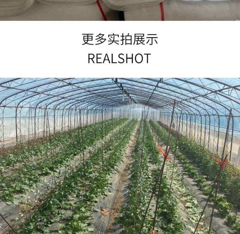 防虫网养猪场防蚊网农用大棚蔬菜加厚防蚊防虫网养殖场专用