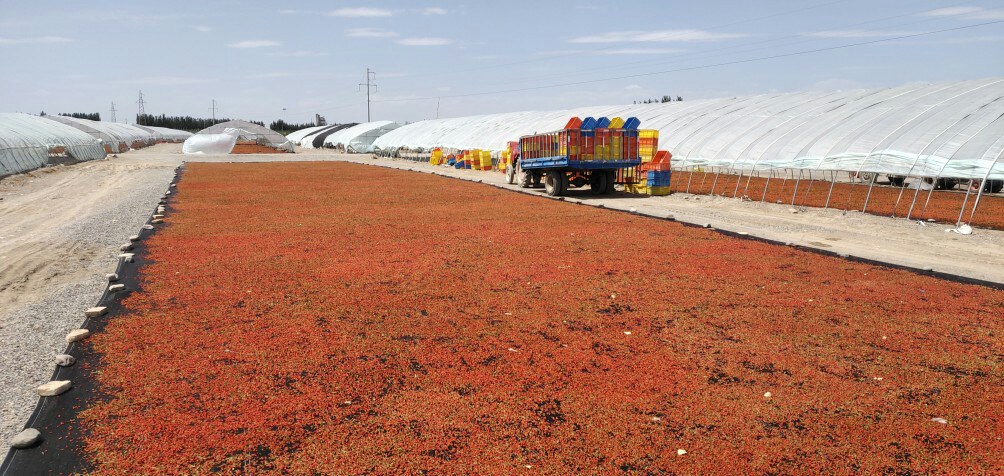新疆精河县大型枸杞种植园内机械化采收作业场景,黄色农业机械在枸杞行间行驶,机械臂轻摇树干,成熟果实落入下方接果网,地面铺设防尘布,远处可见广袤戈壁与雪山背景,展现规模化现代农业图景 新疆精河机械化采收现场