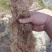 贵州高山水苔