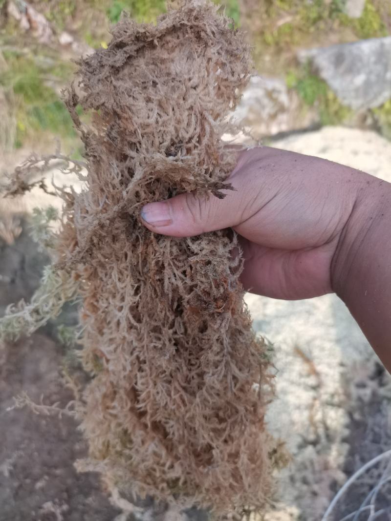 贵州高山水苔
