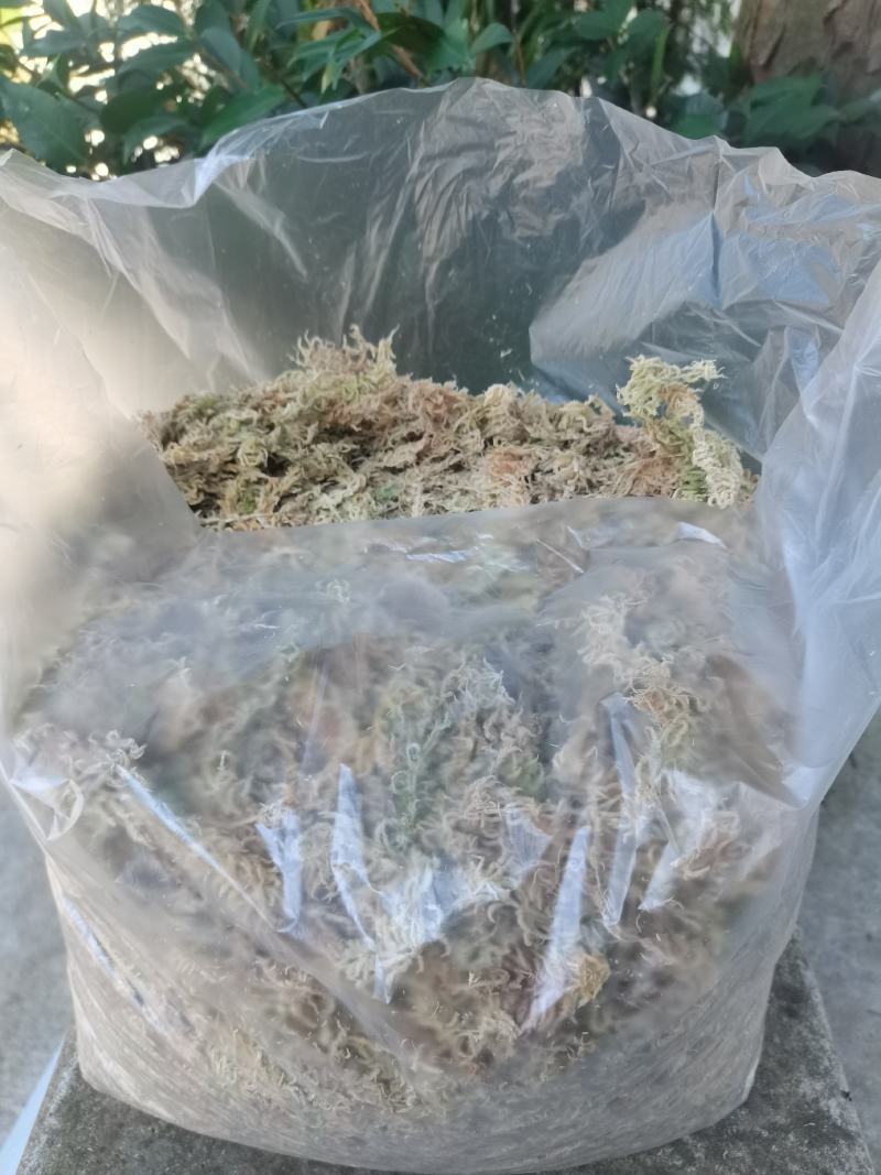 贵州高山水苔