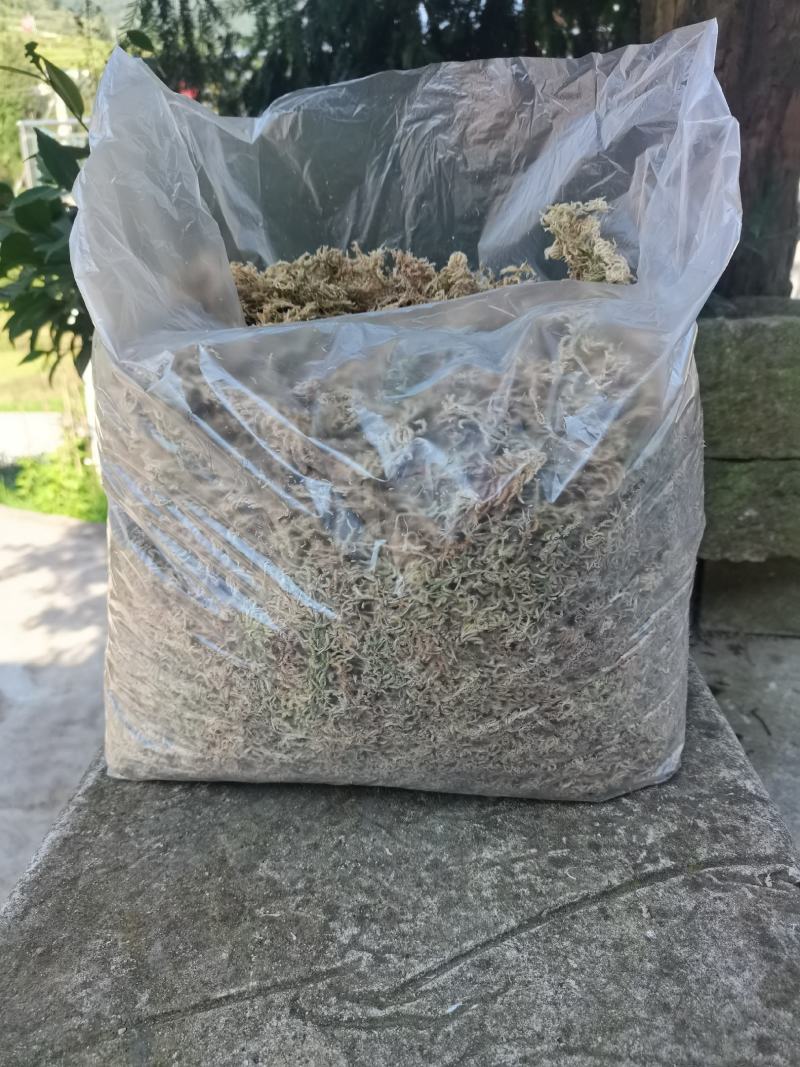 贵州高山水苔
