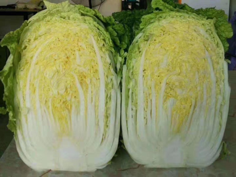 大白菜苗吉锦白菜苗越冬耐寒白菜苗品种黄芯白菜苗