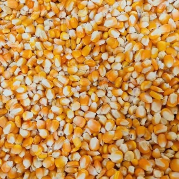 玉米粒，干玉米