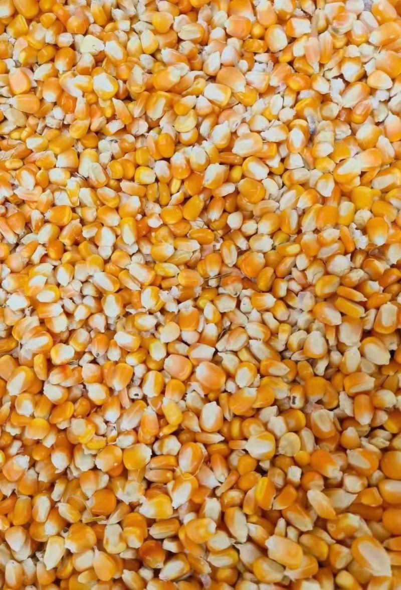 玉米粒，干玉米