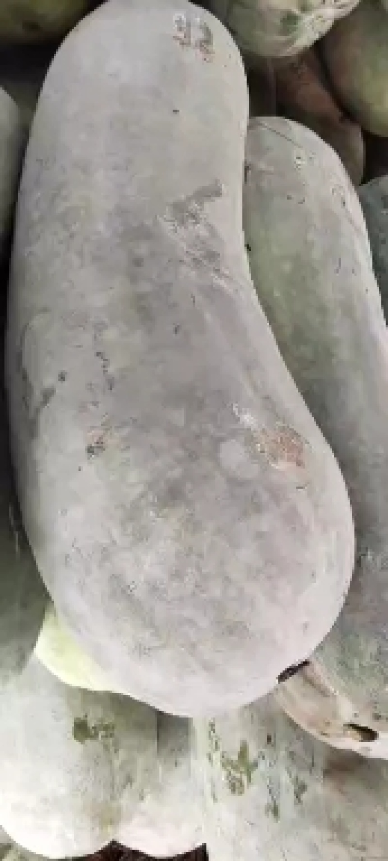 山东白皮冬瓜大量上市中，欢迎全国各大市场前来选购