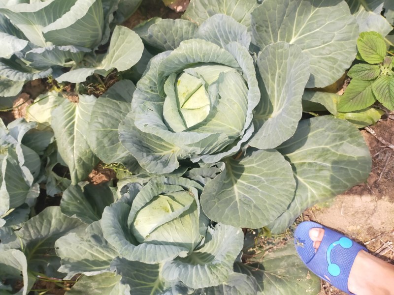 包菜奥奇娜甘蓝大量供应加工厂奥奇娜扁包菜大量有货