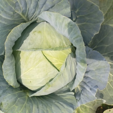 包菜奥奇娜甘蓝大量供应加工厂奥奇娜扁包菜大量有货