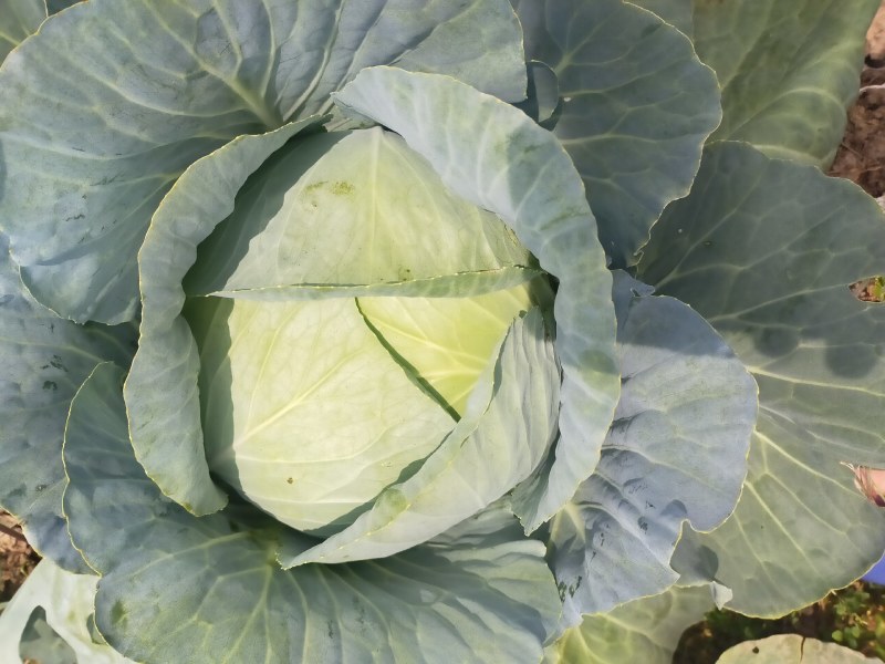 包菜奥奇娜甘蓝大量供应加工厂奥奇娜扁包菜大量有货
