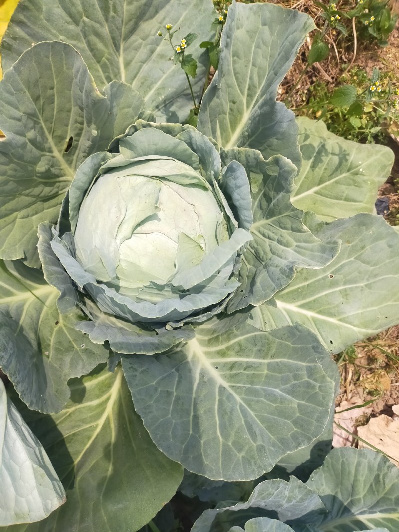 包菜奥奇娜甘蓝大量供应加工厂奥奇娜扁包菜大量有货