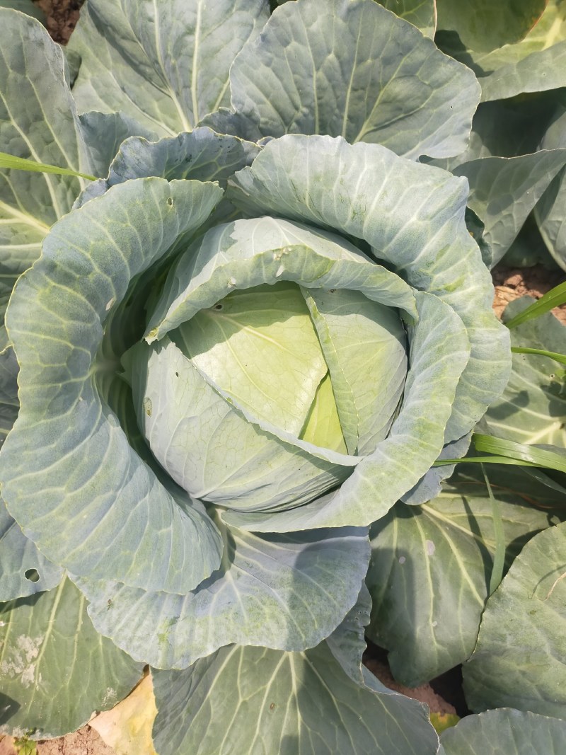 包菜奥奇娜甘蓝大量供应加工厂奥奇娜扁包菜大量有货