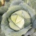 包菜奥奇娜甘蓝大量供应加工厂奥奇娜扁包菜大量有货