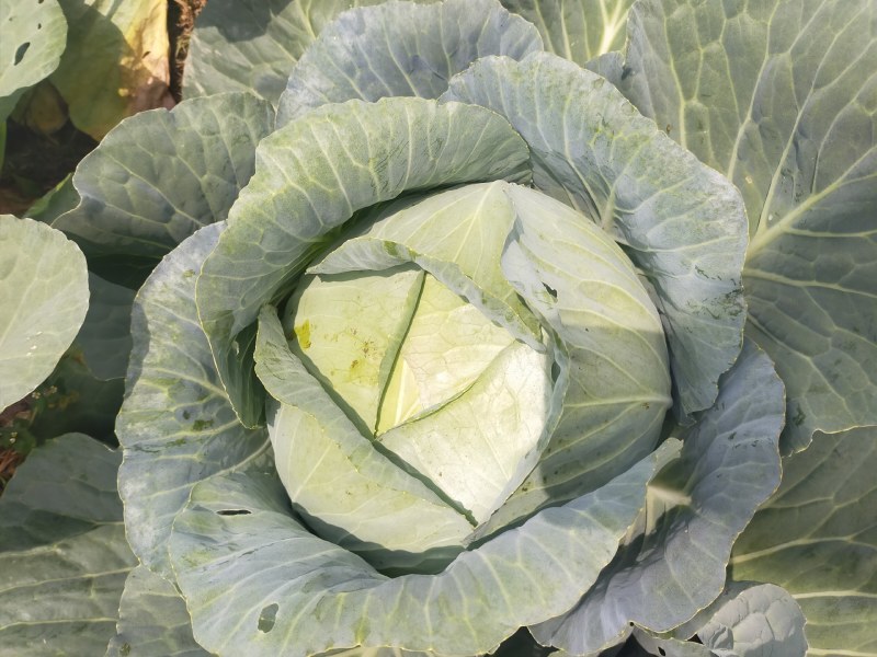 包菜奥奇娜甘蓝大量供应加工厂奥奇娜扁包菜大量有货