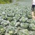 包菜奥奇娜甘蓝大量供应加工厂奥奇娜扁包菜大量有货