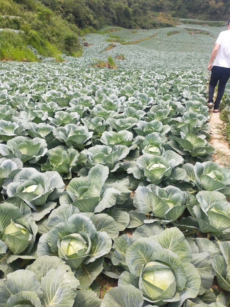 包菜奥奇娜甘蓝大量供应加工厂奥奇娜扁包菜大量有货