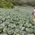 包菜奥奇娜甘蓝大量供应加工厂奥奇娜扁包菜大量有货