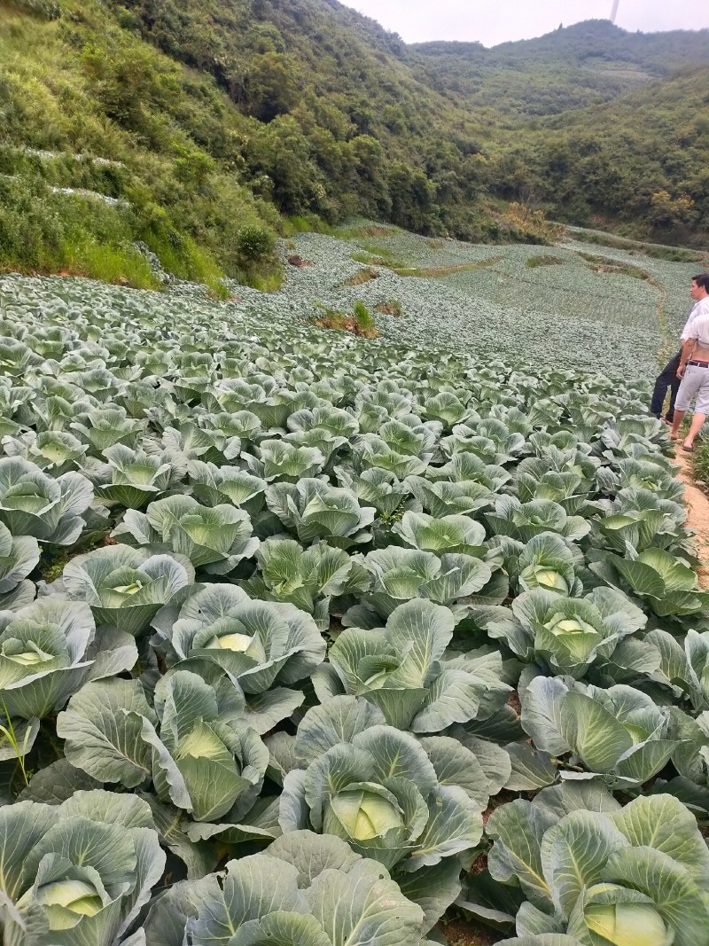 包菜奥奇娜甘蓝大量供应加工厂奥奇娜扁包菜大量有货