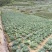 包菜奥奇娜甘蓝大量供应加工厂奥奇娜扁包菜大量有货