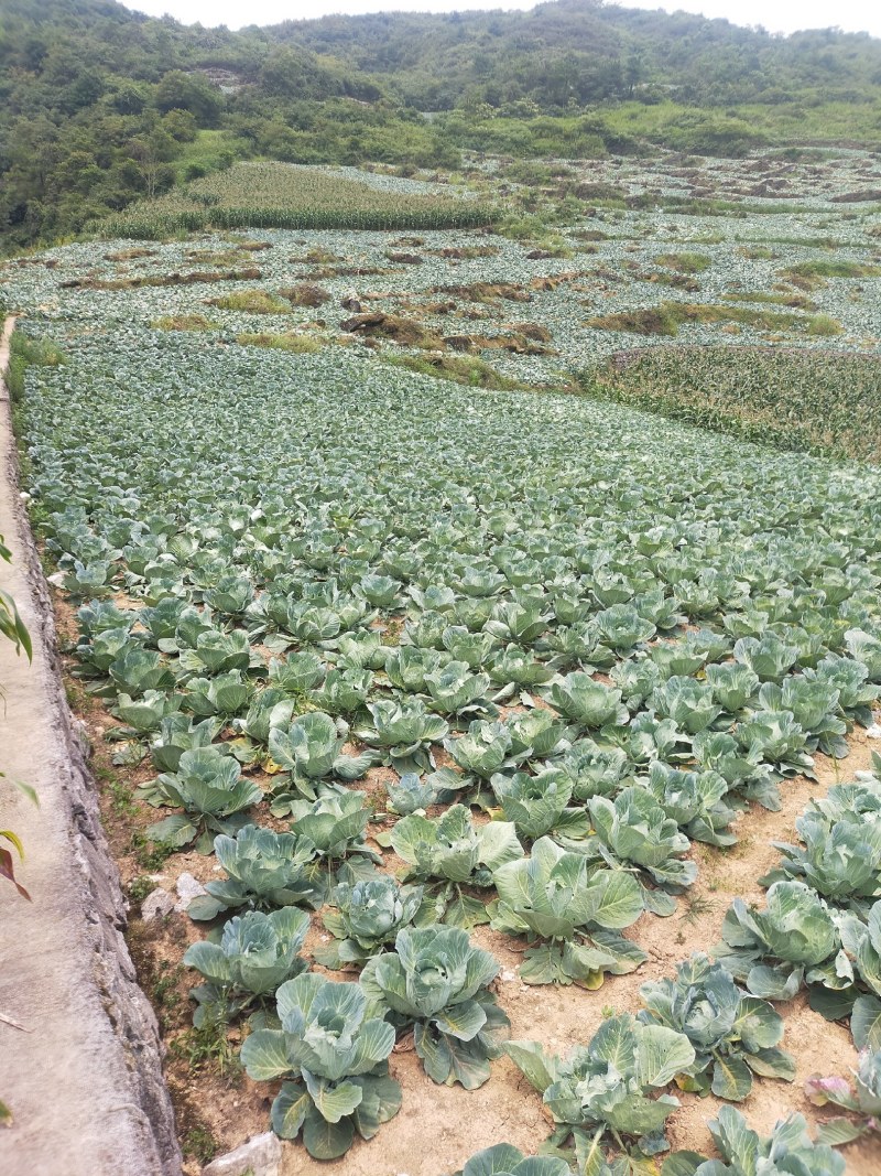 包菜奥奇娜甘蓝大量供应加工厂奥奇娜扁包菜大量有货
