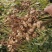 新鲜湿花生带壳正阳花生电商一件代发批发市场