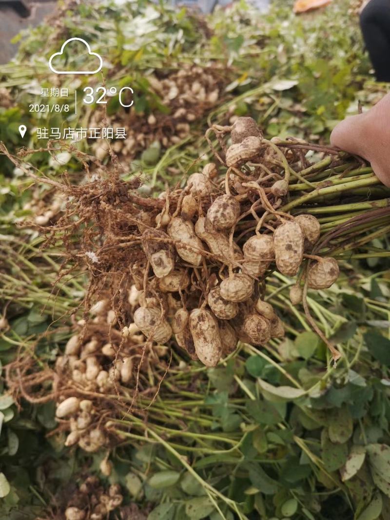 新鲜湿花生带壳正阳花生电商一件代发批发市场
