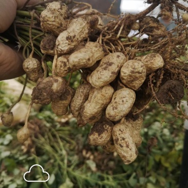 新鲜湿花生带壳正阳花生电商一件代发批发市场