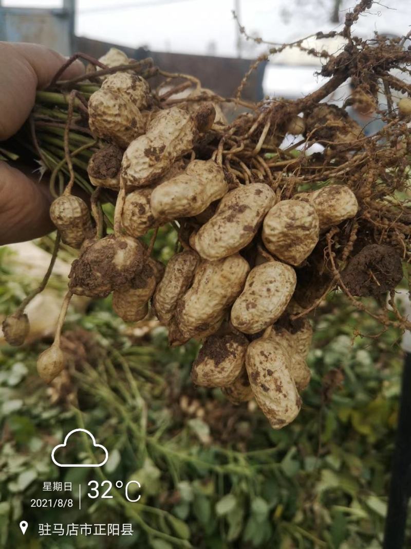 新鲜湿花生带壳正阳花生电商一件代发批发市场