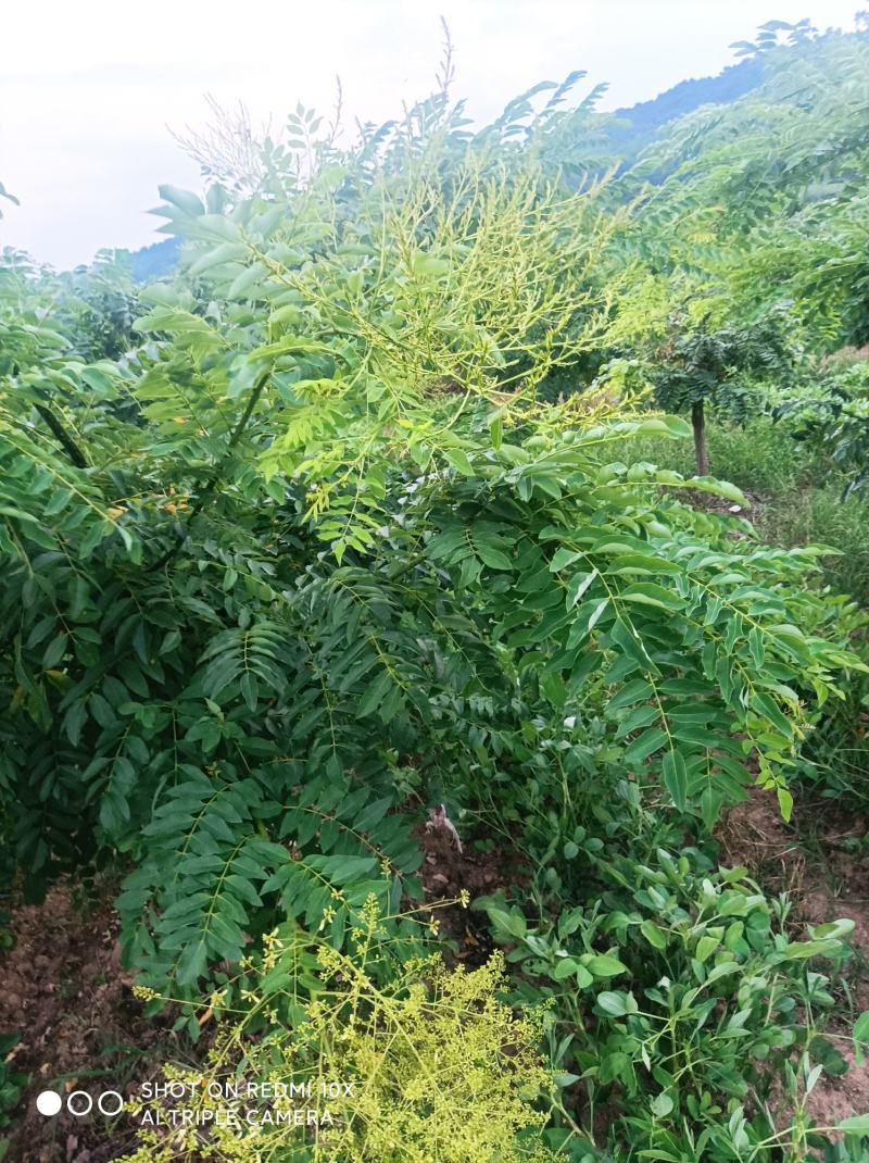 正宗广西桂林全州槐米出台了嫁接，实生苗槐米都有