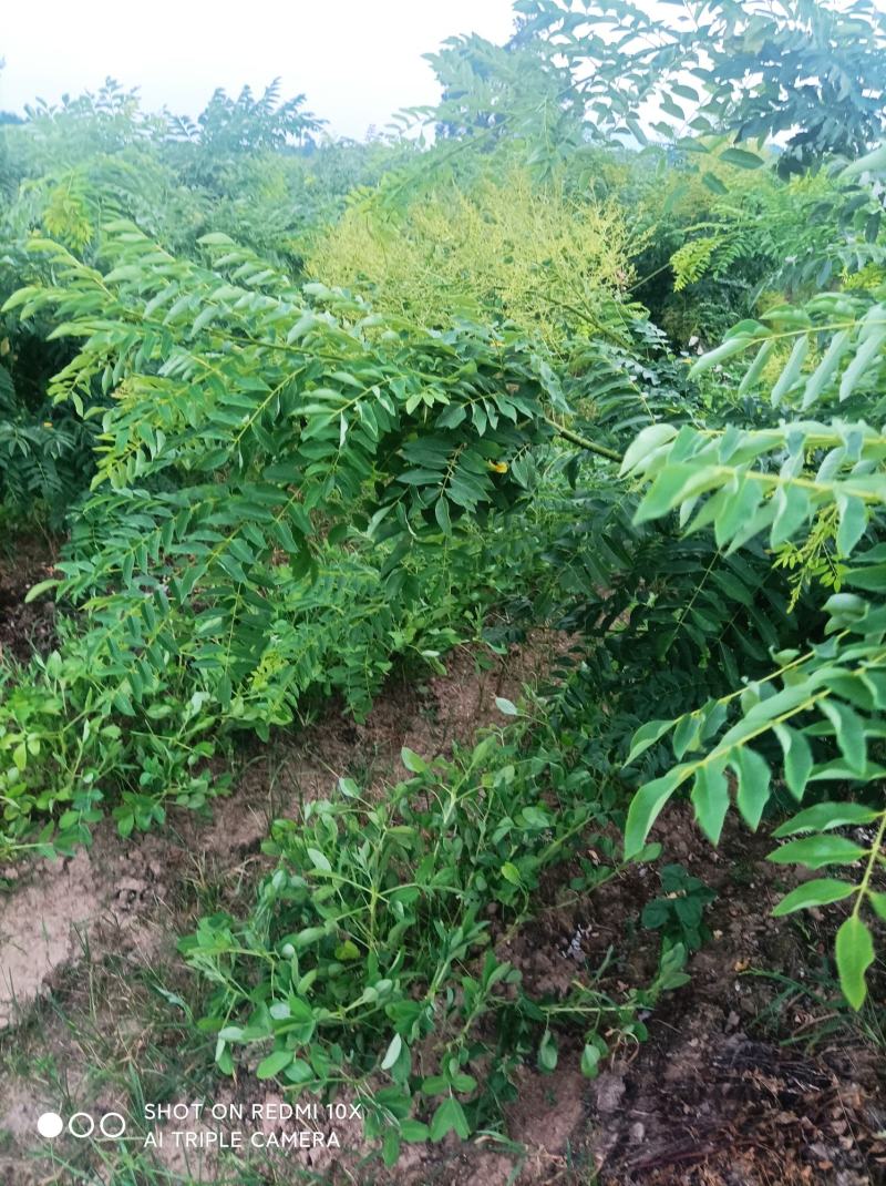 正宗广西桂林全州槐米出台了嫁接，实生苗槐米都有