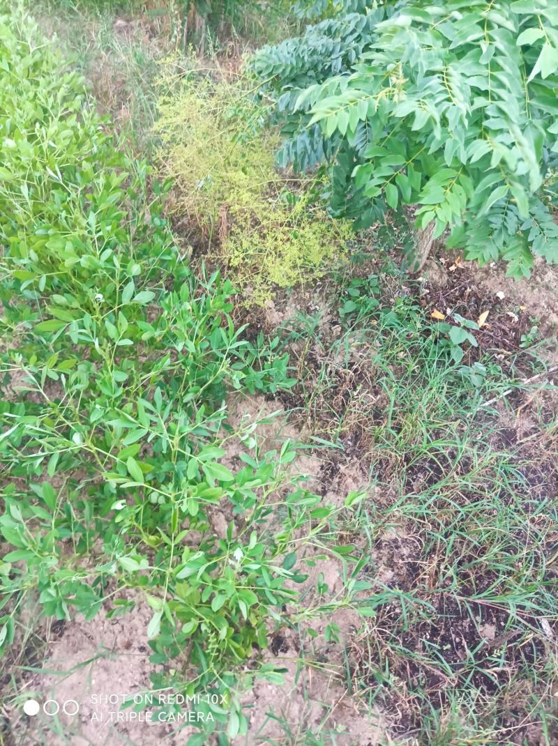 正宗广西桂林全州槐米出台了嫁接，实生苗槐米都有