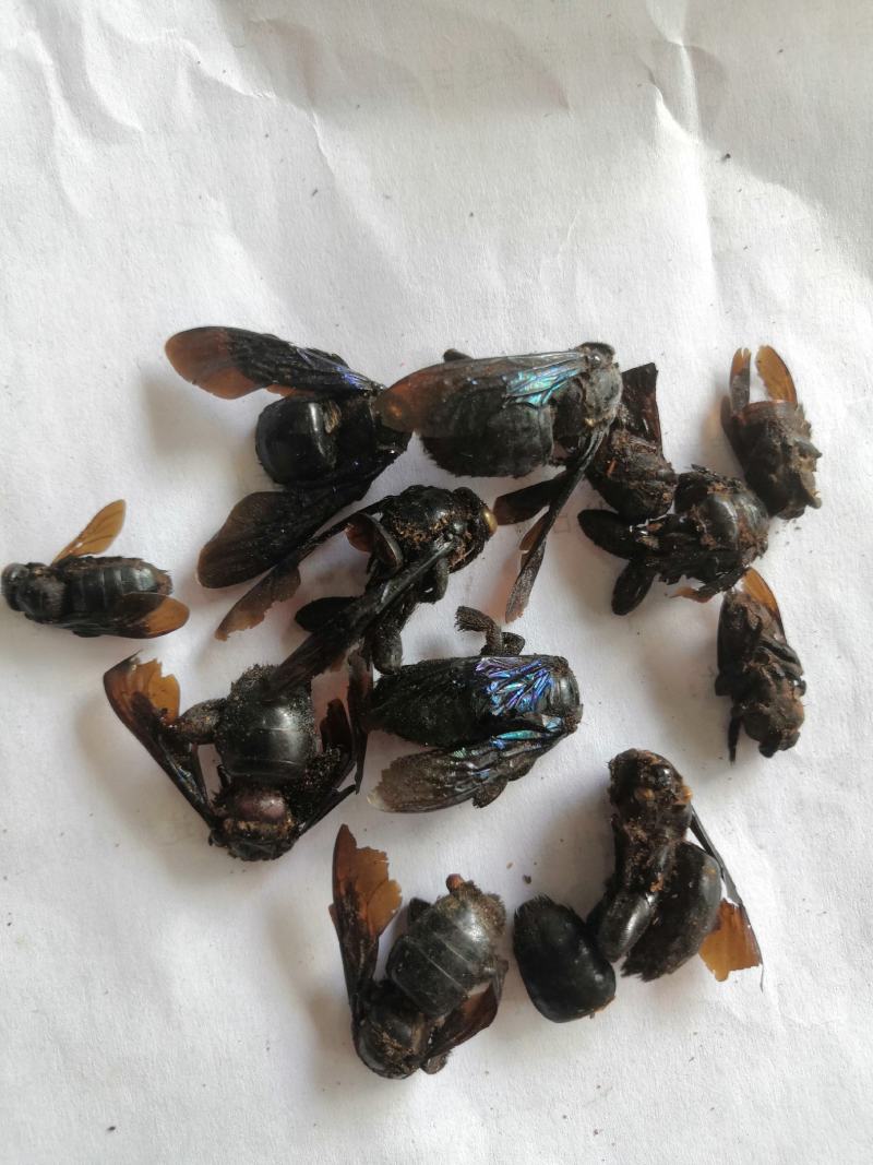 产地直销竹蜂低价出售