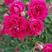 红木香蔷薇基地，大花蔷薇三季蔷薇，专业种植各种蔷薇大量供