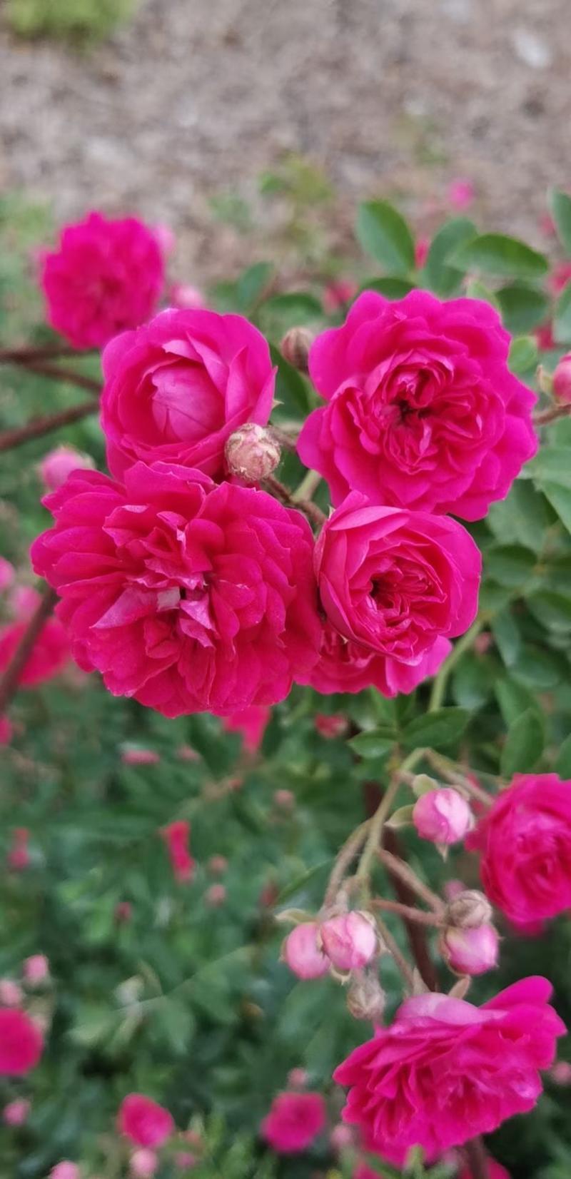 红木香蔷薇基地，大花蔷薇三季蔷薇，专业种植各种蔷薇大量供