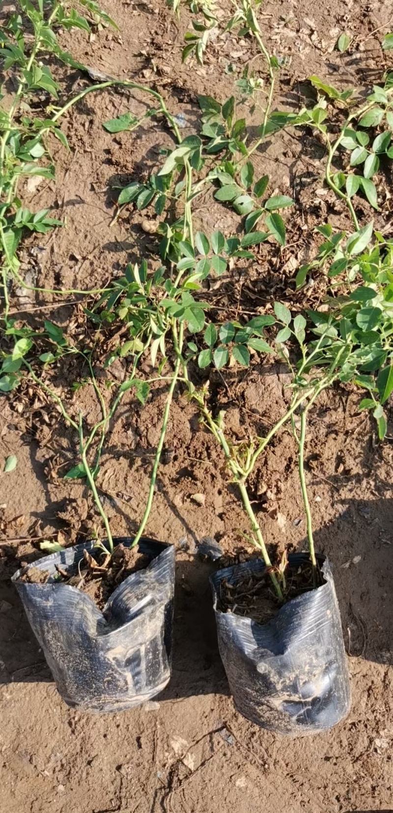 红木香蔷薇基地，大花蔷薇三季蔷薇，专业种植各种蔷薇大量供