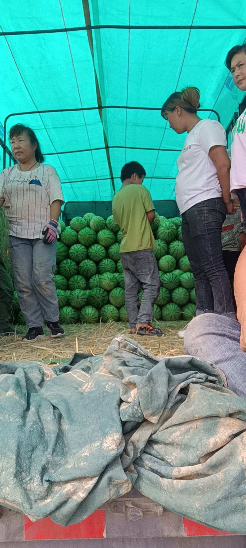 内蒙古赤峰市大板沙土地西瓜，甜王西瓜品种齐全，甘甜可口，