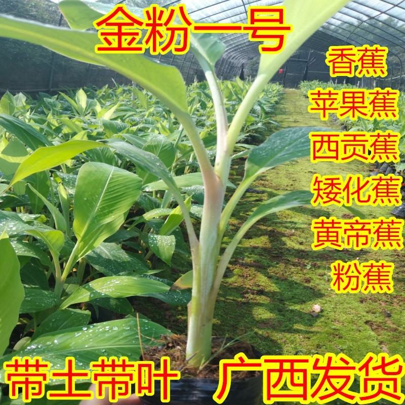 皇帝蕉苗香蕉苗粉蕉苗西贡蕉苗金粉一号西贡蕉苗
