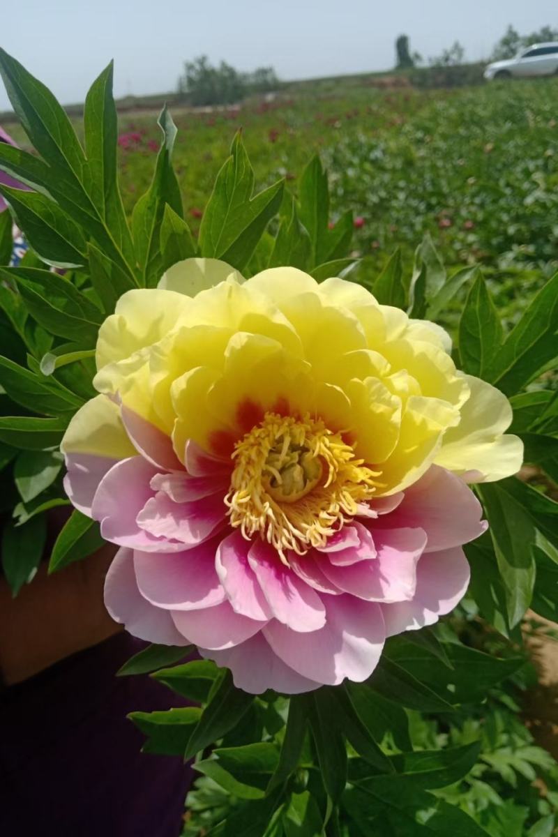 洛阳观赏重瓣芍药裸根苗花卉盆栽草本植物种植