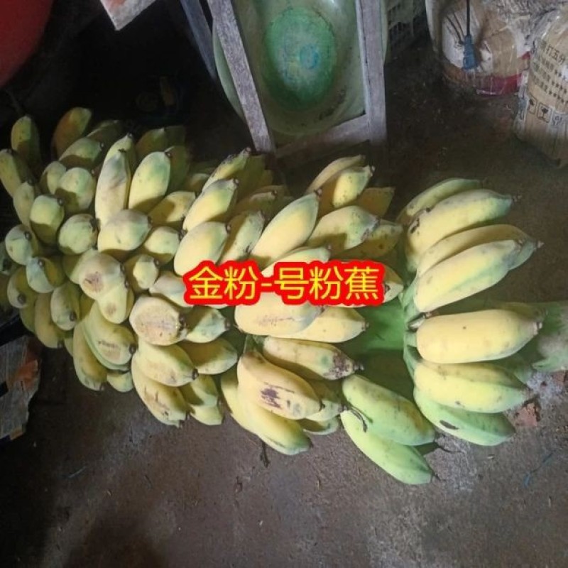 香蕉苗金粉一号粉蕉苗西贡蕉苗当年结果