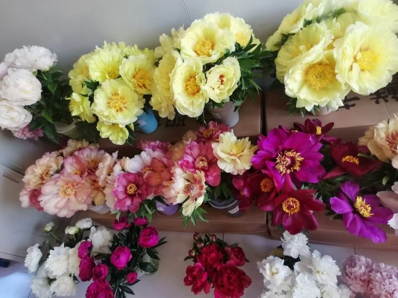 洛阳观赏重瓣芍药裸根苗花卉盆栽草本植物种植